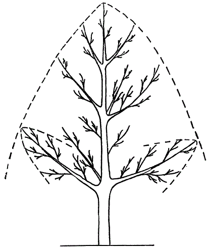 Схема обрезки молодого дерева с учетом соподчиненности ветвей