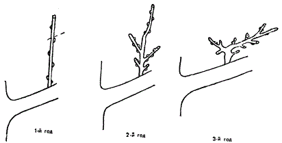 Превращение сильного однолетнего прироста в обрастающую плодовую веточку