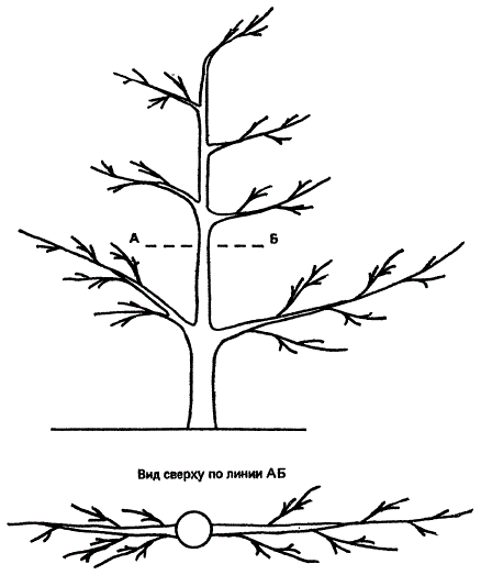 Плодовое дерево с уплощенной формой кроны