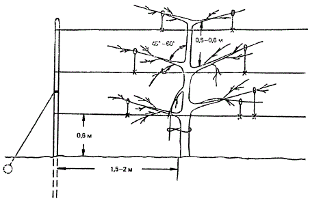 Формирование кроны плодового дерева по типу косой пальметты