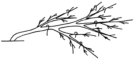 Плодовое дерево с бахчевой формой кроны