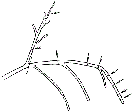 Обрезка оголенной скелетной ветви кустовидной вишни (стрелками обозначены границы годичных приростов)