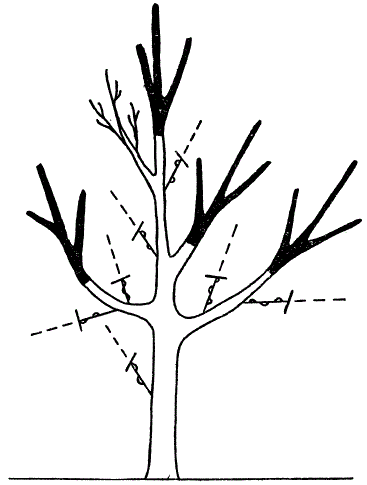 Прищипка волчков в первые два года после перепрививки дерева для уменьшения повреждения его солнечными ожогами
