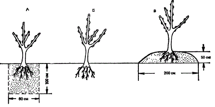 Посадка плодового саженца на участке с уровнем грунтовых вод