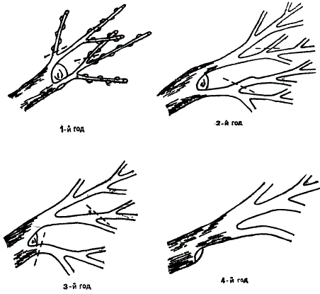 Формирование и обрезка ветви, перепривитой двумя и более черенками