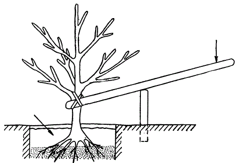 Поднятие глубоко посаженного дерева