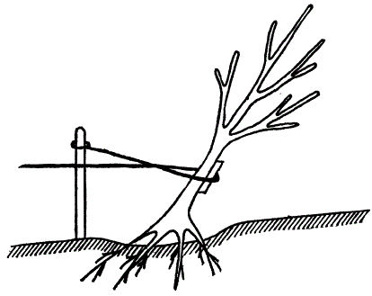 Выправление наклонившегося слаборослого дерева с помощью кола и веревки