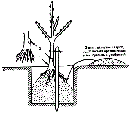 Посадка плодового саженца