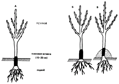 Посадка саженцев с клоновыми вставками
