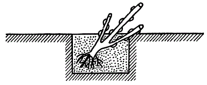 Посадка саженца смородины