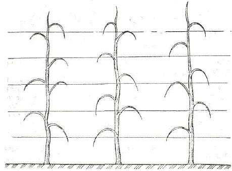 Схема вертикального кордона Ферругати с боковыми согнутыми ветвями (по Шампанья)