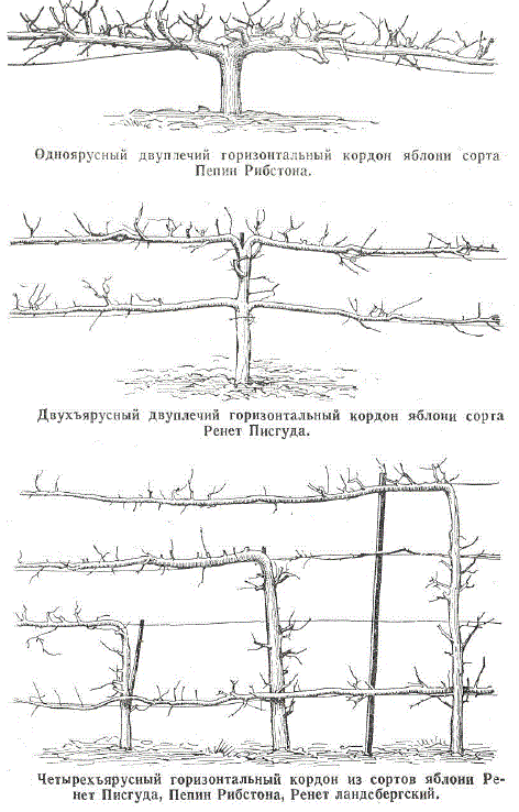 Одноярусный двуплечий горизонтальный кордон яблони сорта Пепин Рибстона. Двухъярусный двуплечий горизонтальный кордон яблони copra Ренет Писгуда. Четырехъярусный горизонтальный кордон из сортов яблони Ренет Писгуда, Пепин Рибстона, Ренет ландсбергский.