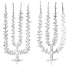 Схема пальметт Верье: 1 — ветви, сформированные под прямым углом; 2 — дугообразно