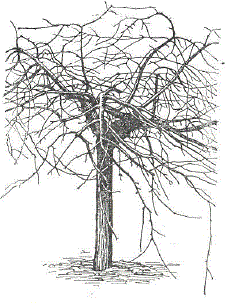 Яблоня Выдубецкая плакучая, привитая на штамб дички на высоте 1,2 м, сохраняет плакучую форму кроны