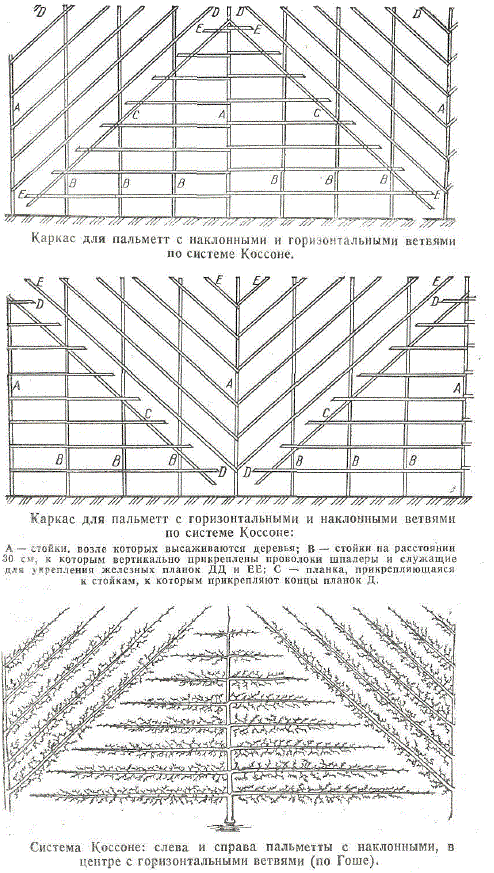 Каркас для пальметт с наклонными и горизонтальными ветвями по системе Коссоне. Каркас для пальметт с горизонтальными и наклонными ветвями по системе Коссоне. Система Коссоне: слева и справа пальметты с наклонными, в центре с горизонтальными ветвями (по Гоше).