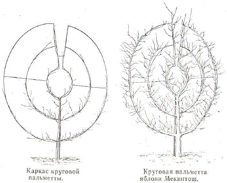Каркас круговой пальметты. Круговая пальметта яблони Мекинтош