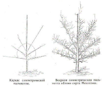 Каркас симметрической пальметты. Веерная симметрическая пальметта яблони сорта Мекинтош
