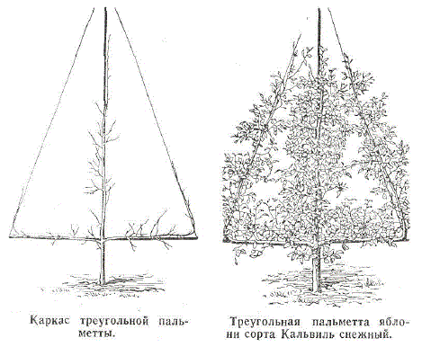 Каркас треугольной пальметты. Треугольная пальметта яблони сорта Кальвиль снежный