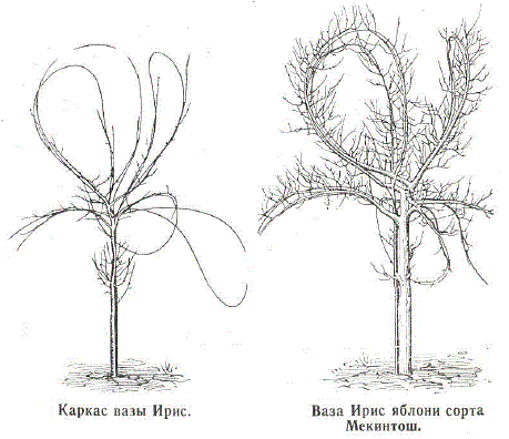 Каркас вазы Ирис. Ваза Ирис яблони сорта Мекинтош