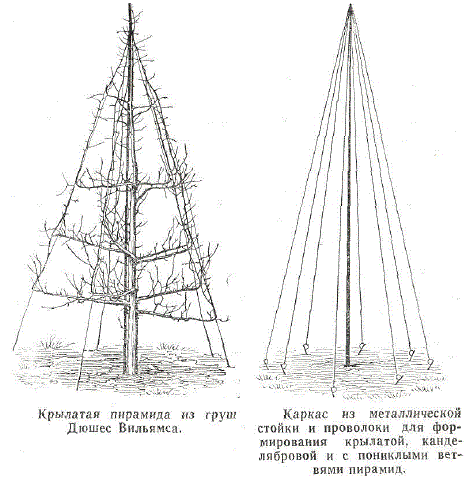 Крылатая пирамида из груш Дюшес Вильямса. Каркас из металлической стойки и проволоки для формирования крылатой, канделябровой и с пониклыми ветвями пирамид.