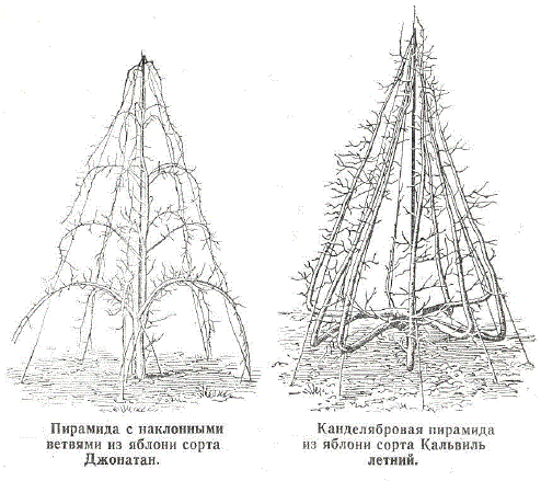 Пирамида с наклонными ветвями из яблони сорта Джонатан. Канделябровая пирамида из яблони сорта Кальвиль летний.