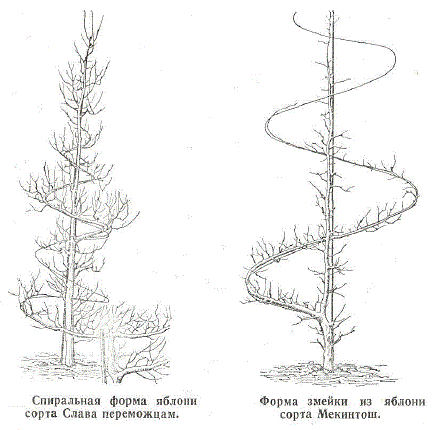 Спиральная форма яблони сорта Слава переможцам. Форма змейки из сорта Мекинтош