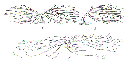 Схема стланцев плодовых культур; 1 — двуплечий стелющийся стланец; 2 — одноплечий стланец; 3 — стланец с горизонтальными ветвями
