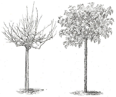 Крыжовник в штамбовой форме. Смородина в штамбовой форме, привитая на Ribes aureum