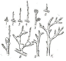 Обрастающие ветви у яблонь и других культур
