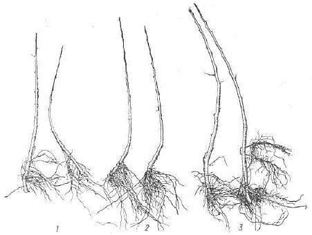 Укоренение вегетативно размножаемых подвоев-дусенов в условиях Киева: 1 - М2, 2 - М6, 3 — №13-14 М В. И. Будаговского