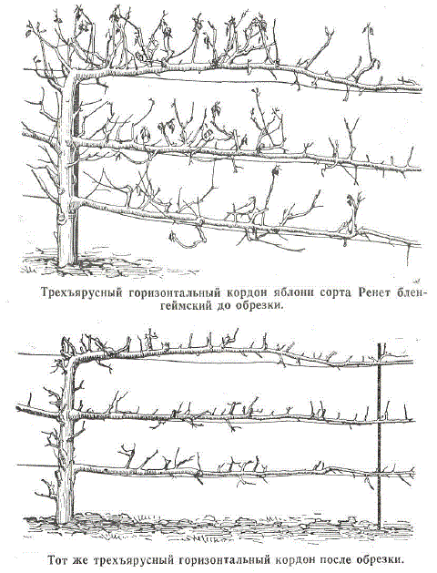 Трехъярусный горизонтальный кордон яблони сорта Ренет бленгеймский до и после обрезки