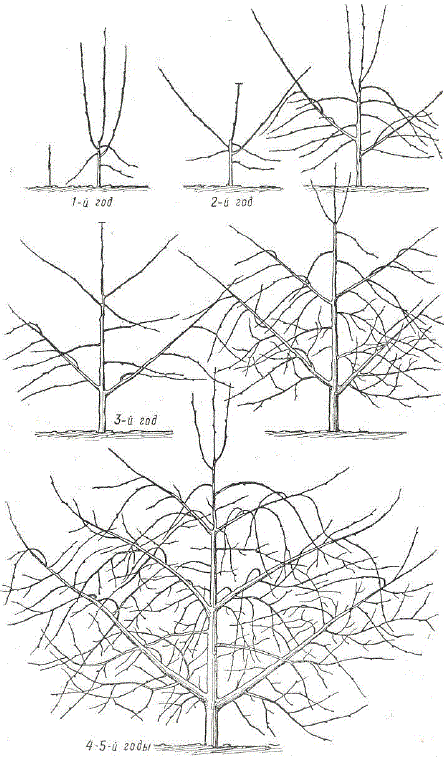 Схематическое изображение формирования правильной косой пальметты (по М. Тошичу)