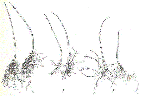 Укоренение сильнорослых вегетативно размножаемых подвоев