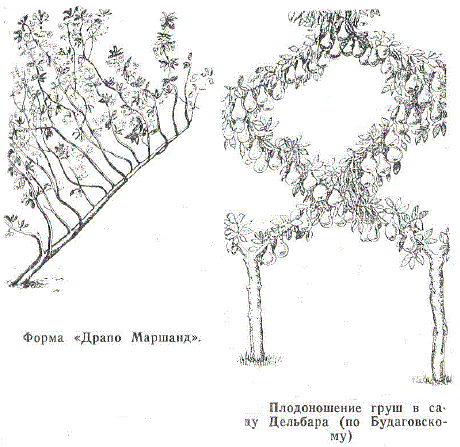 Форма «Драпо Маршанд». Плодоношение груш в саду Дельбара (по Будаговскому)