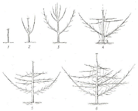 Схема формирования комбинированной (крымской) пальметты