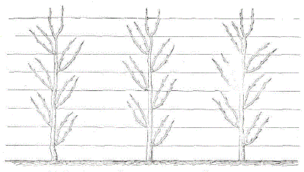 Вертикальный кордон из растений винограда