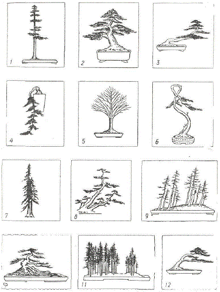 Классификация стилей бонсай