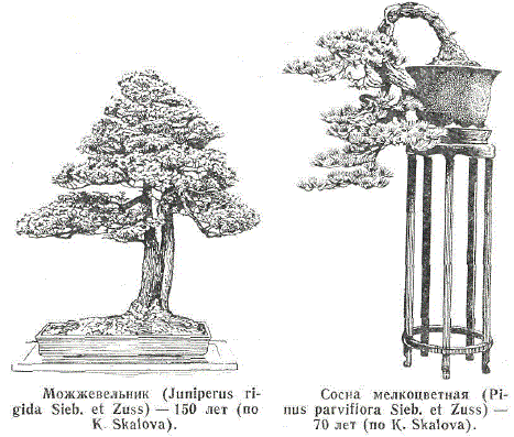 Можжевельник. Сосна мелкоцветная