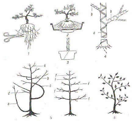 Схема выращивания бонсай