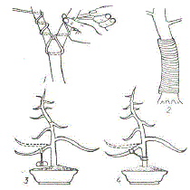 Формирование кроны путем обматывания проволокой (1, 2) и оттягивании (3, 4) (по Ле Ань Винь, 1988)