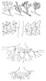 Схема обрезки листьев и корней при формировании бонсаев (по Ле Ань Винь. 1988)
