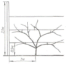 Схема пальметтно-веерной формы лимона в траншее (по К. Рукнитдинову)