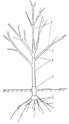 Схема строения «четырехэтажного» зимостойкого низкорослого дерева яблони (по Шляпникову)