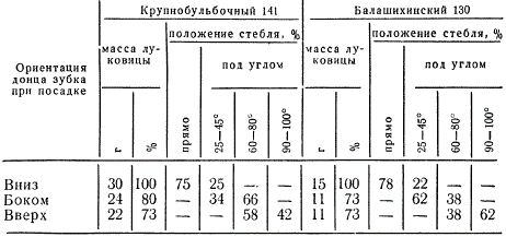 Изогнутость стебля (стрелки) и величина луковицы в зависимости от ориентации донца зубка у стрелкующих сортов