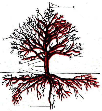 Основные части взрослого плодового дерева