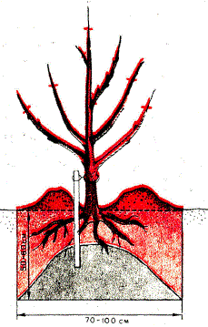 Посадка плодового дерева