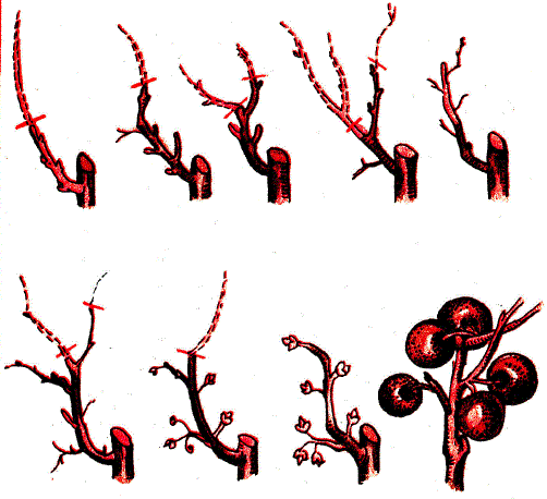 Формирование обрастающих веток (черточками показано место подрезы в зависимости от характера ветвления)