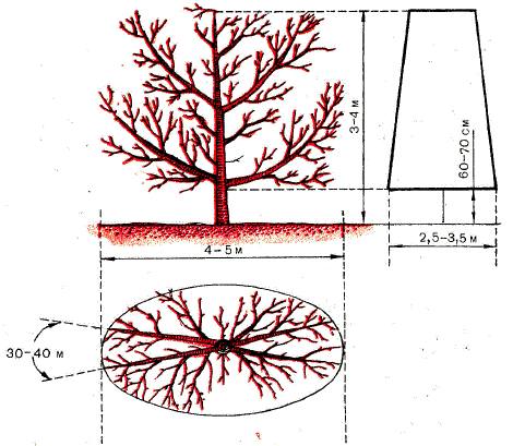 Полуплоская крона яблони