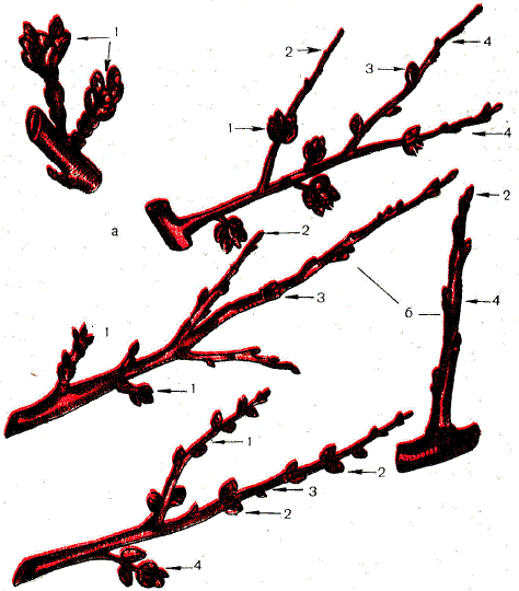 Обрастающие веточки косточковых культур