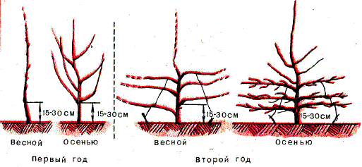 Схема формирования кроны в виде малообъемного плоского веретена на сеянцевом подвое